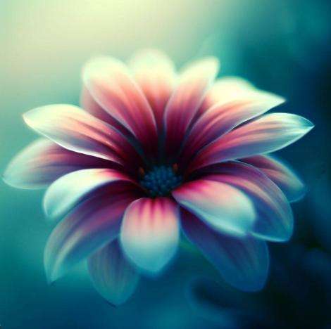 生命の輝き 成長を促す植物系の待ち受け