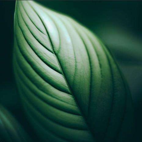 生命の輝き 成長を促す植物系の待ち受け