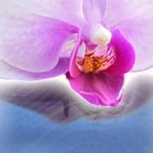 電話占いリエル 宝来衣（たからい）