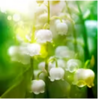 セラ先生の得意占術・相談内容・料金