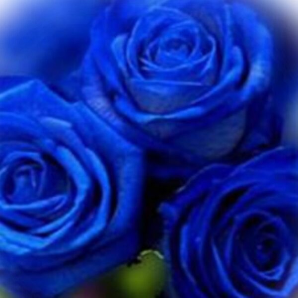 電話占いヴェルニ 孔雀 （クジャク）